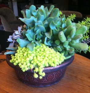 succulent
