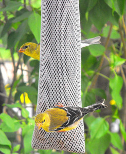 finches feeding